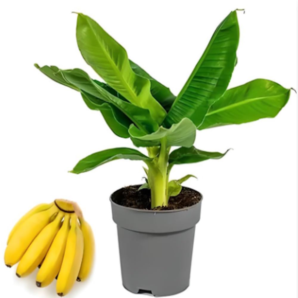Amazon.co.jp: 【モンキーバナナの苗】矮性品種 小さな庭やベランダ