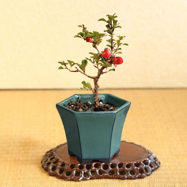 Amazon.co.jp: 遊恵盆栽 ミニ盆栽：長寿梅*(みどり反六角陶器鉢) 花