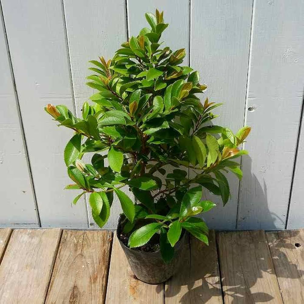 Amazon.co.jp: ヒサカキ 苗 庭木 低木 垣根 常緑樹 サカキの代用樹