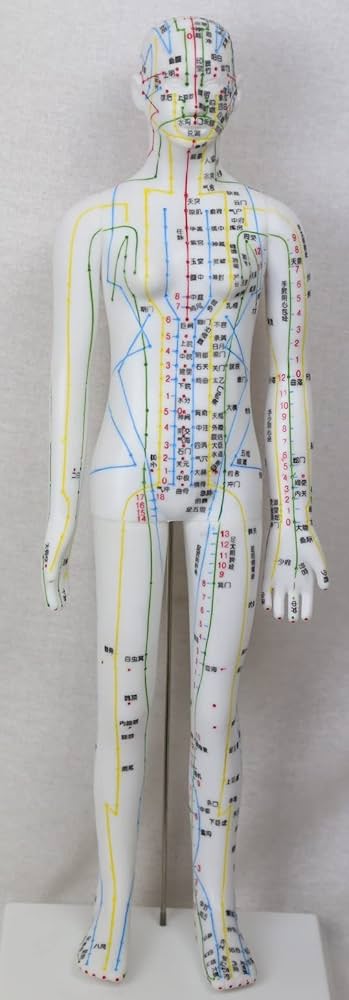 Amazon.co.jp: 人体模型 鍼灸経穴人形 48cm 女性 : 産業・研究開発用品