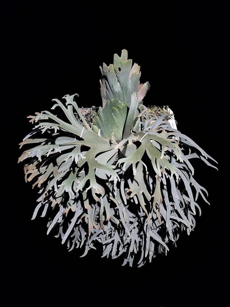 Amazon｜ビカクシダ ウィリンキー ジェニー willinckii Jenny TC 1株