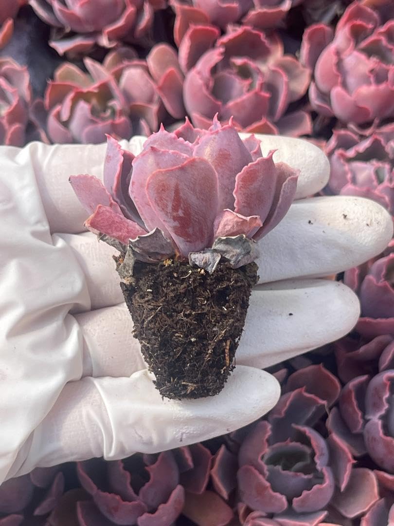 Amazon.co.jp: 105苗セット S87-6 夕焼けの舞 多肉植物 エケベリア