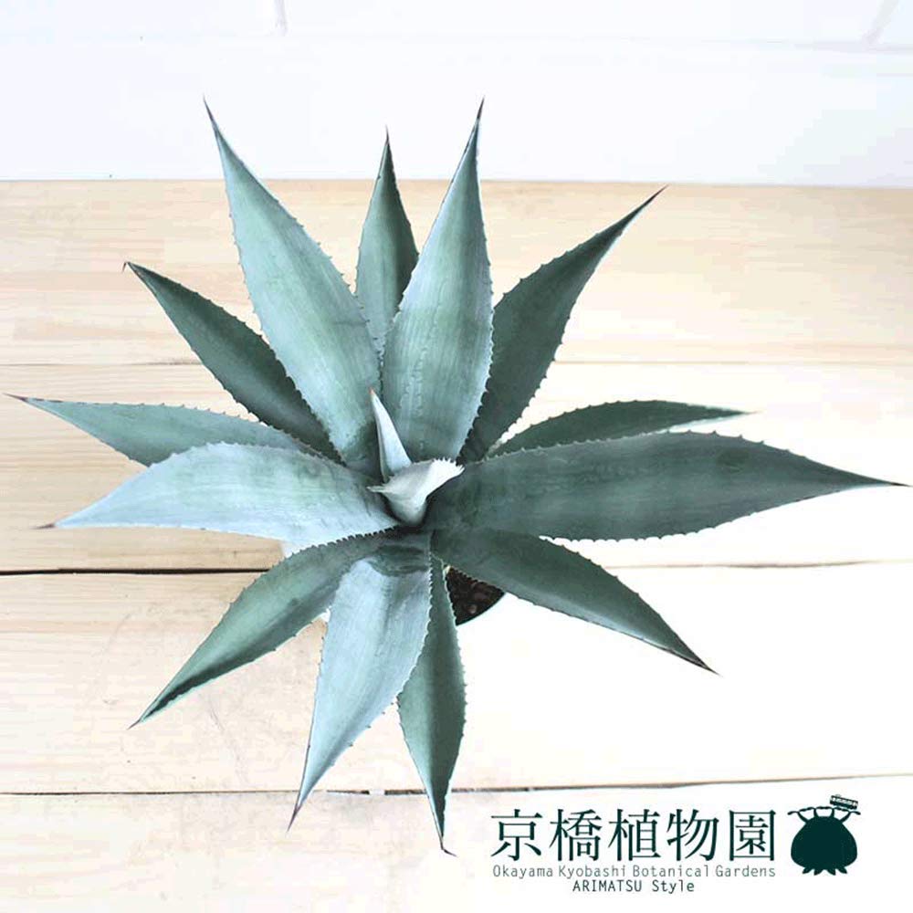 Amazon｜アガベ アオノリュウゼツラン 8号｜観葉植物 オンライン通販