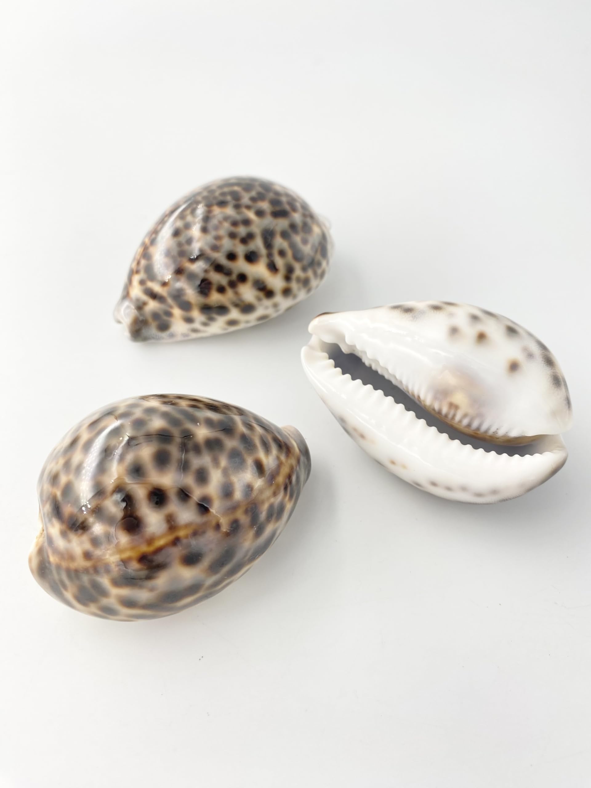 Amazon.co.jp: 【貝殻の問屋さん】シプレアタイガー中(ホシダカラ