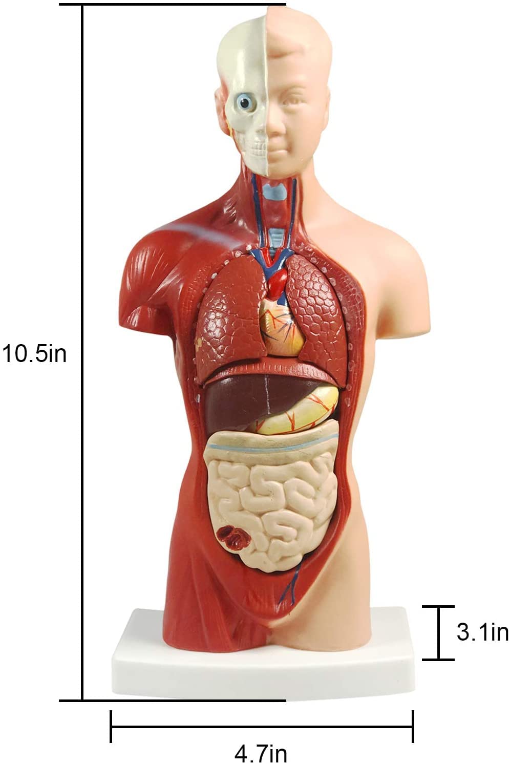 Amazon | 人体模型 28㎝上半身モデル 全15パーツ ユニセックスモデル
