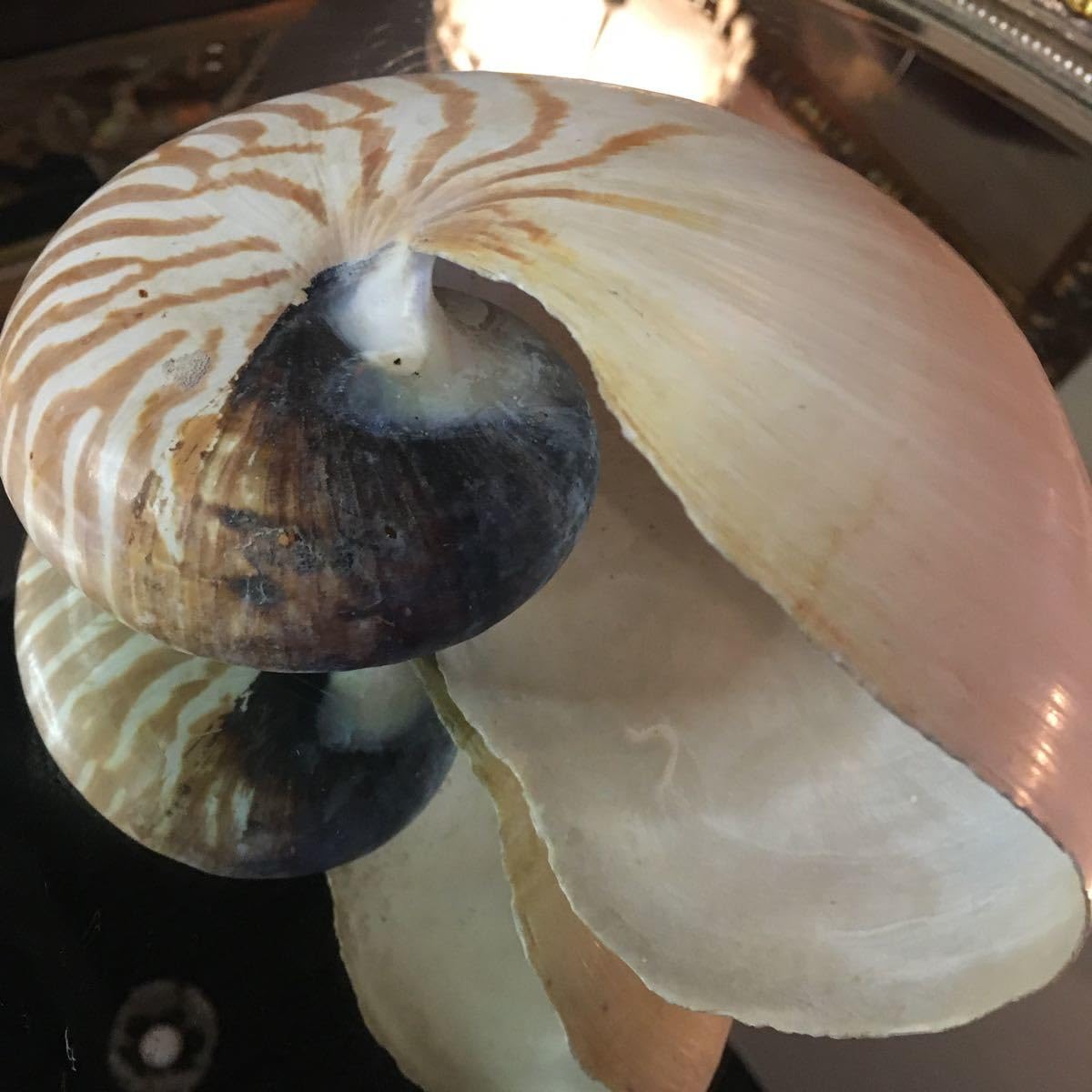 Amazon.co.jp: 湯布院アンティーク 巨大貝殻 オウムガイ オウム貝 置物