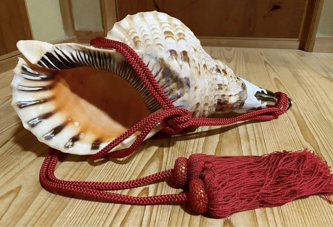 特大肉厚42.5㎝修験道法螺貝 山伏 密教 魔除け 熊よけ❣️ホラガイ