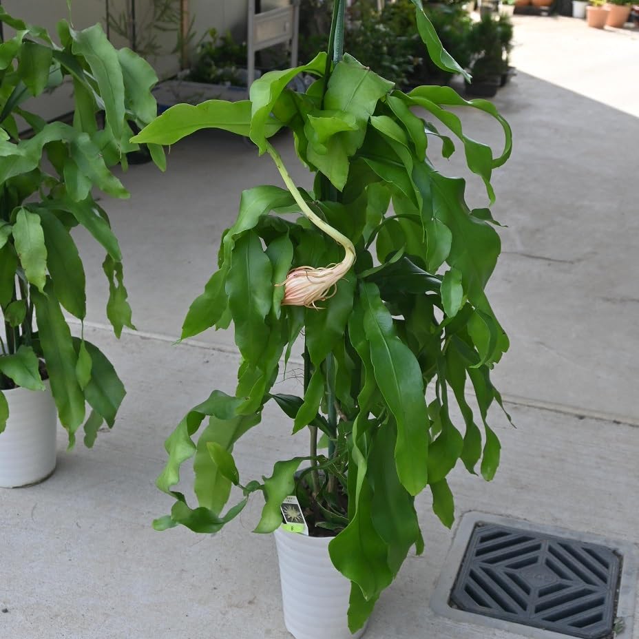 Amazon.co.jp: 月下美人大苗 7号サイズげっかびじん苗 月花美人苗開花