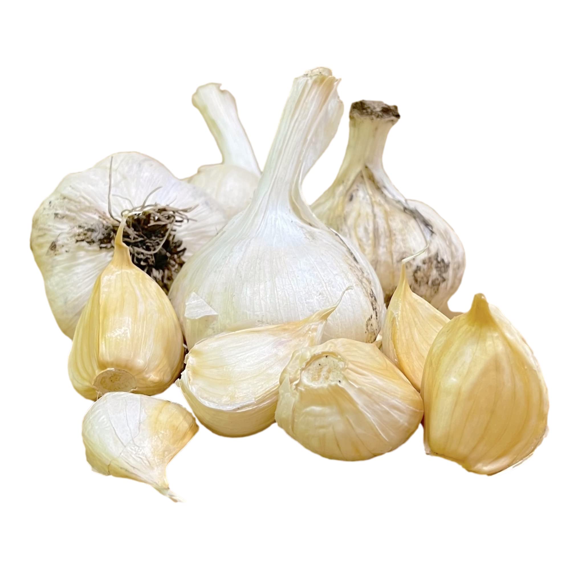 Amazon | にんにくのよしだ家 種ニンニク にんにくの種 球根 苗 種子
