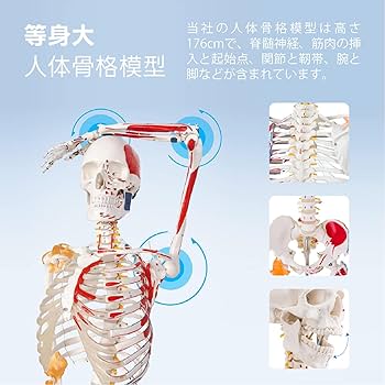 Amazon.co.jp: Kurflo 人体骨格模型 教育用 【176cm】 等身大 人体模型