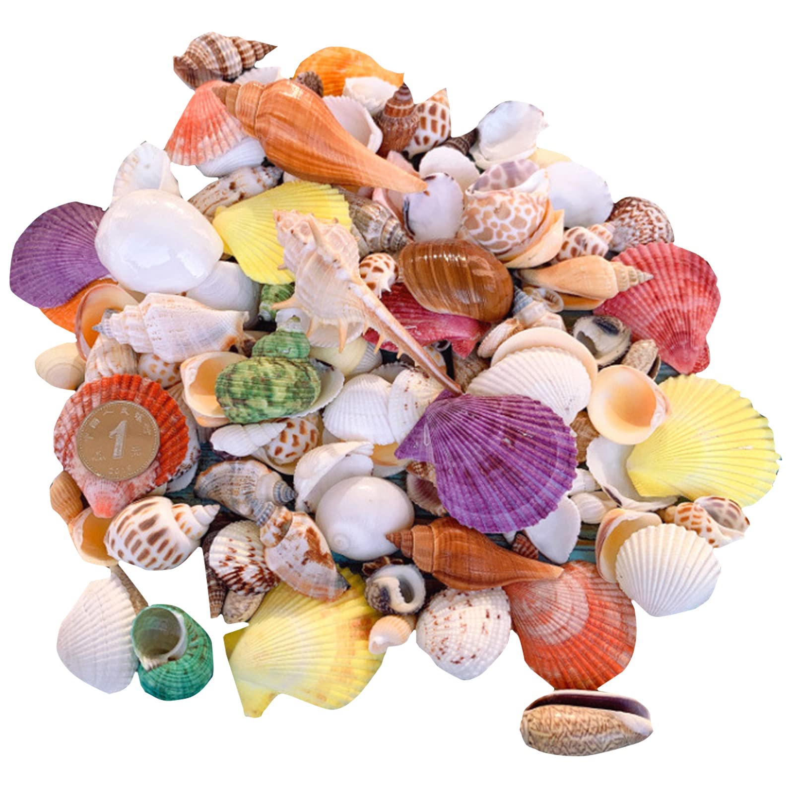 貝絵用 研磨済み ひおうぎ貝の貝殻キャンバス100枚1セット 貝絵用 研磨