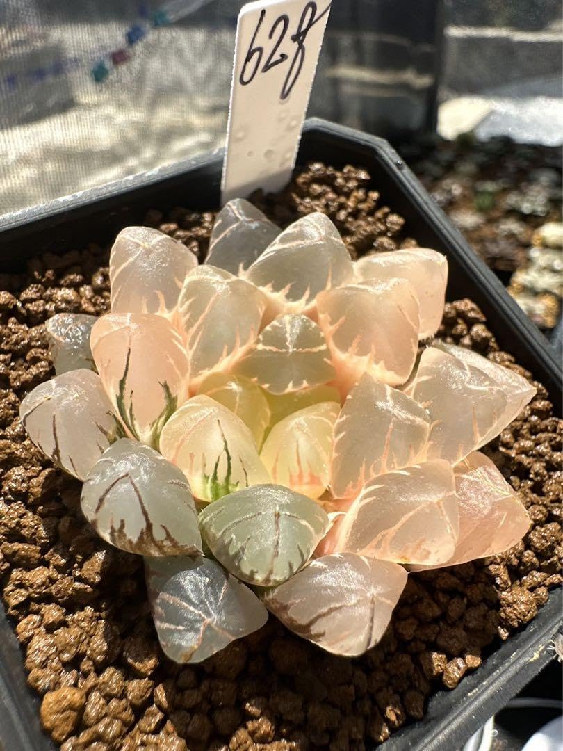 Amazon｜ハオルチア 多肉植物 水晶オブツーサ錦 実生糊斑｜観葉植物