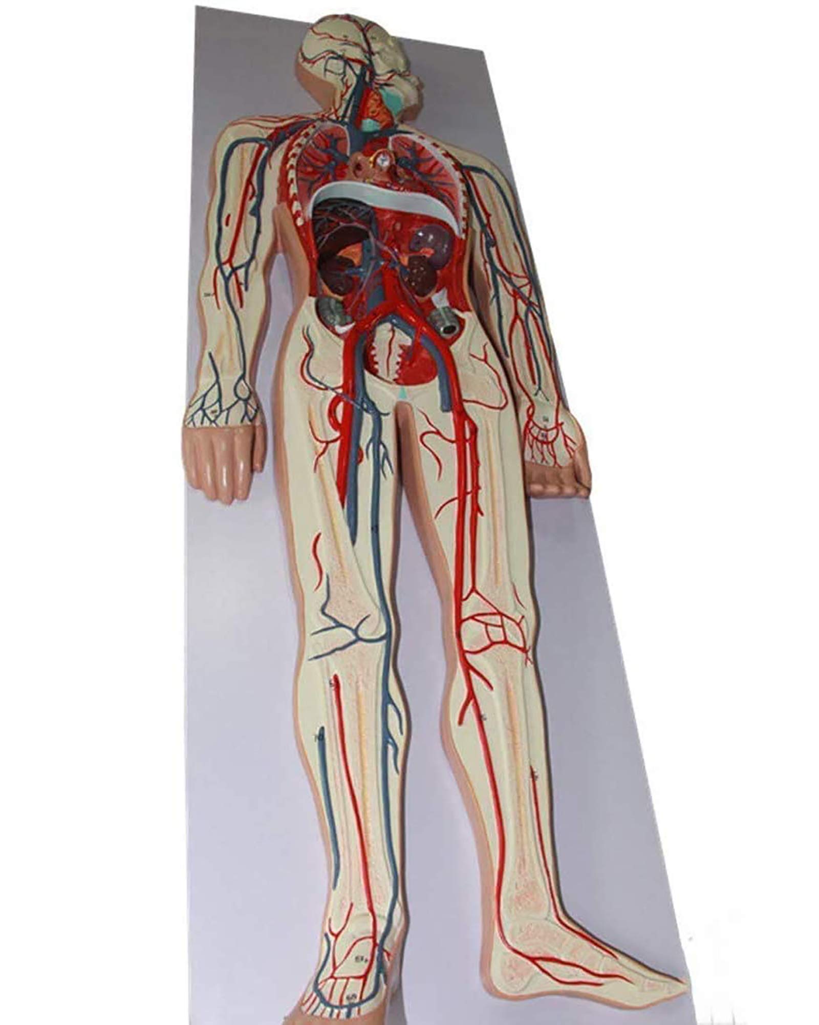 Amazon.co.jp: 自然なサイズ1/2人間の血液循環システムモデルPVC人間の