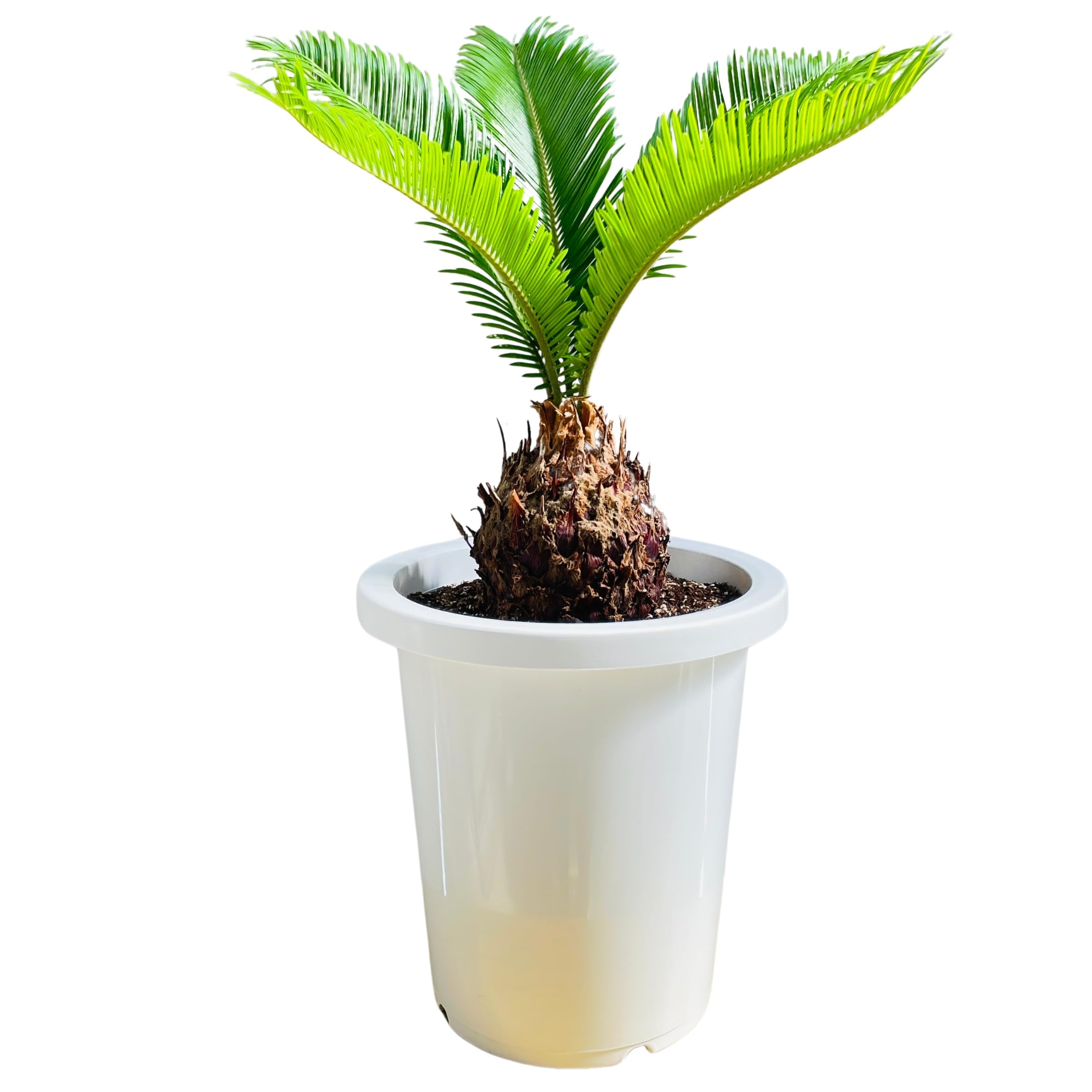 Amazon.co.jp: ソテツ 蘇鉄 記念樹 シンボルツリー プランター苗