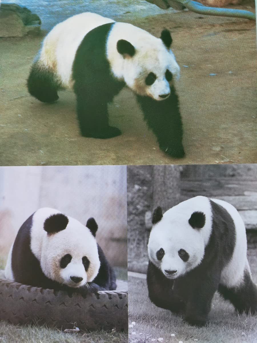 Amazon.co.jp: 上野動物園 シャンシャン歴代パンダポストカード上野