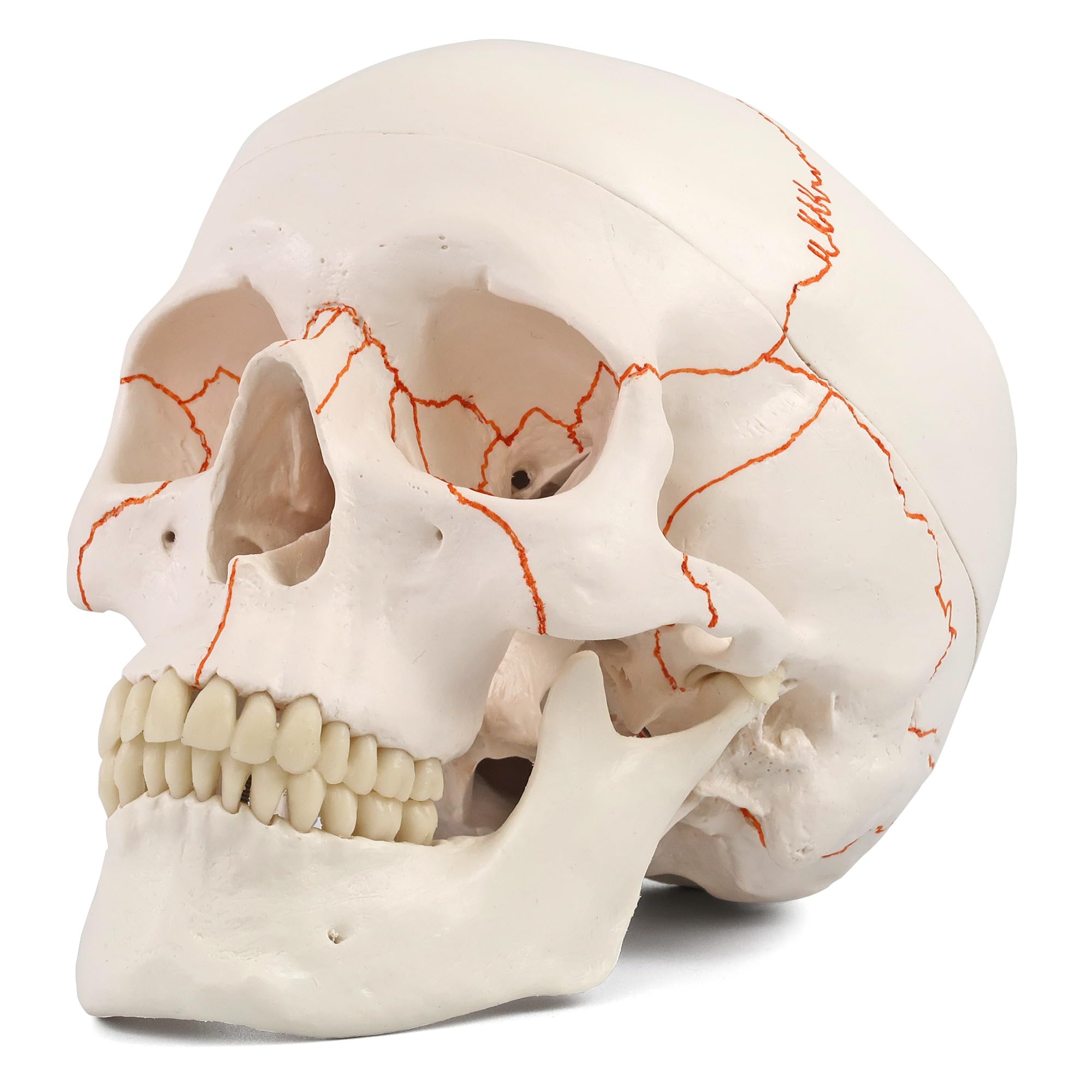 Amazon.co.jp: 縫合線を着色した頭蓋骨模型 - 頭蓋，縫合線表示付，3