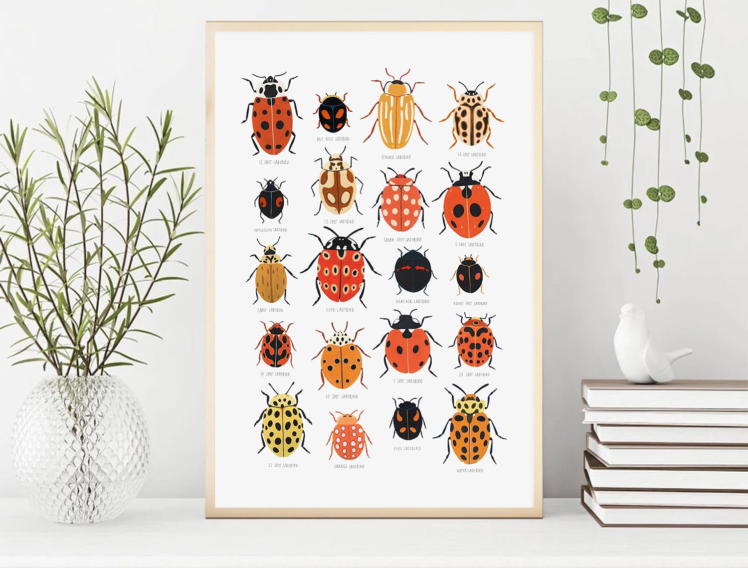 Amazon.com: Ladybird Identification Poster, Ladybug Natural
