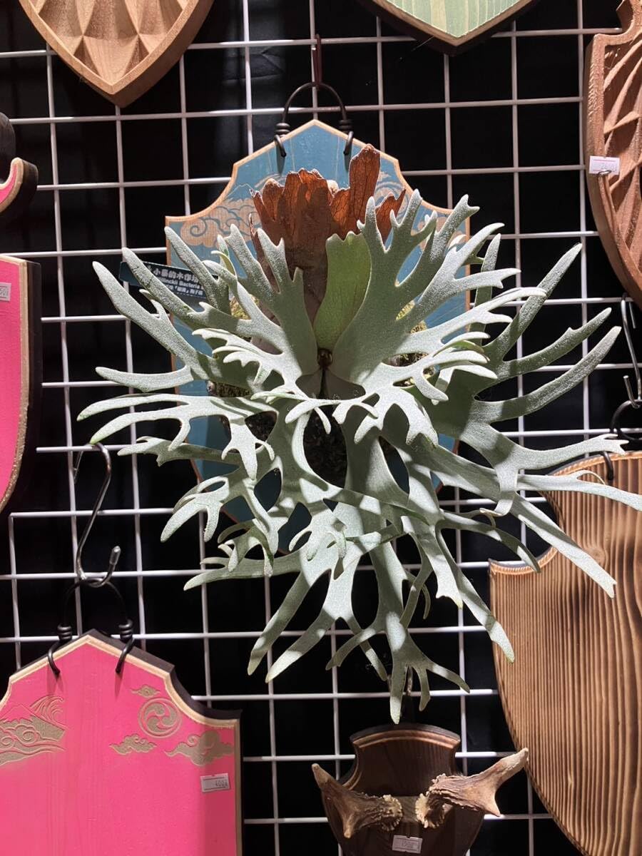 Amazon.co.jp: P.willinckii 'Bacteria' spored⑪ @bikamori.com