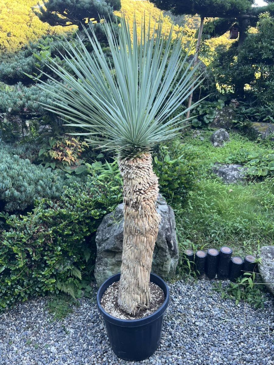 s*a様 【AL1115】ユッカ ロストラータ シルバーブルー個体 希少