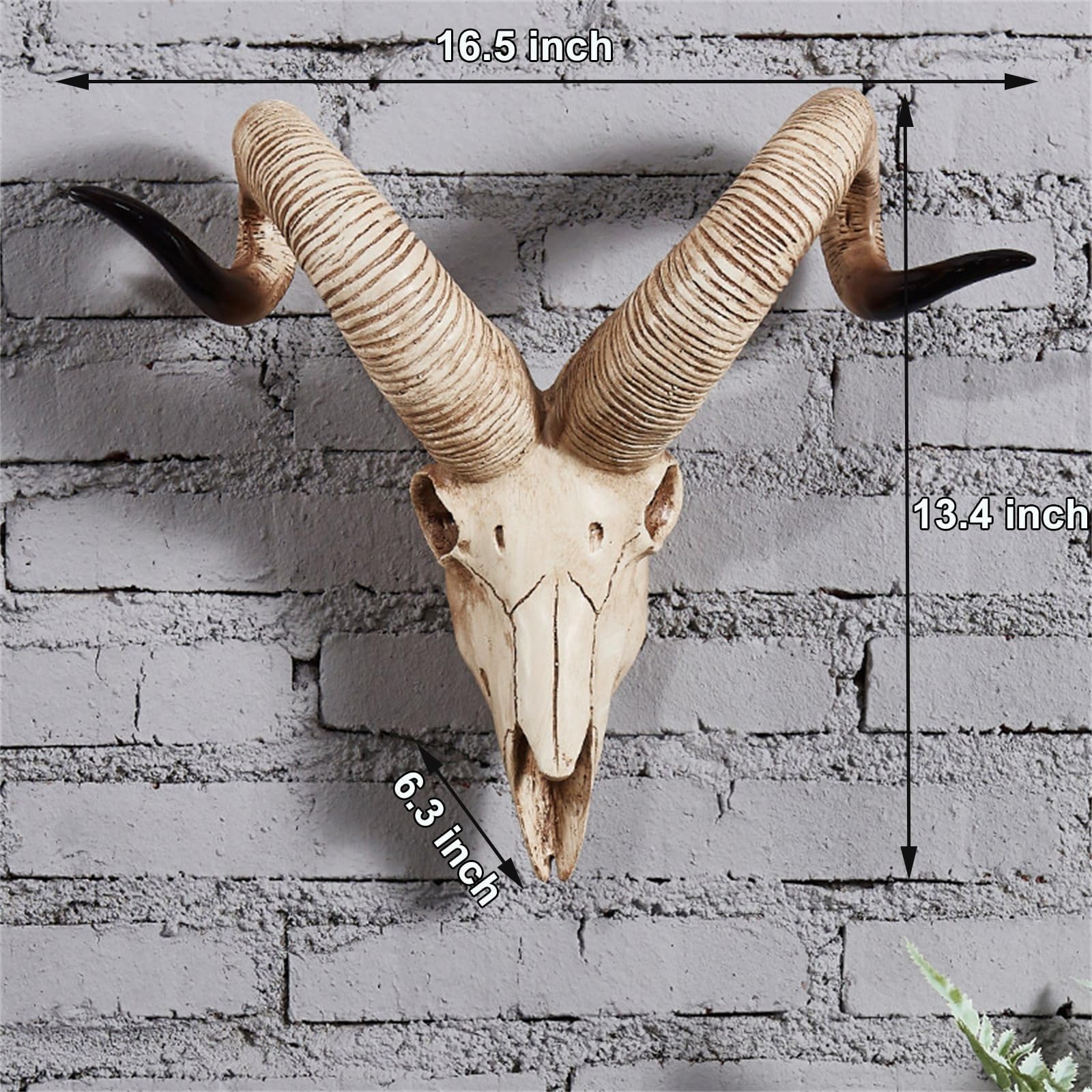 Amazon.co.jp: ロングホーン 牛の頭蓋骨 - ヤギ ロングホーン 壁装飾