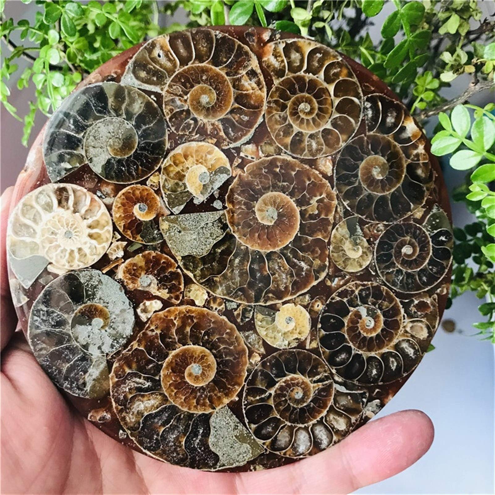 Amazon.co.jp: Sairui アンモナイト化石スライスプレートナチュラ