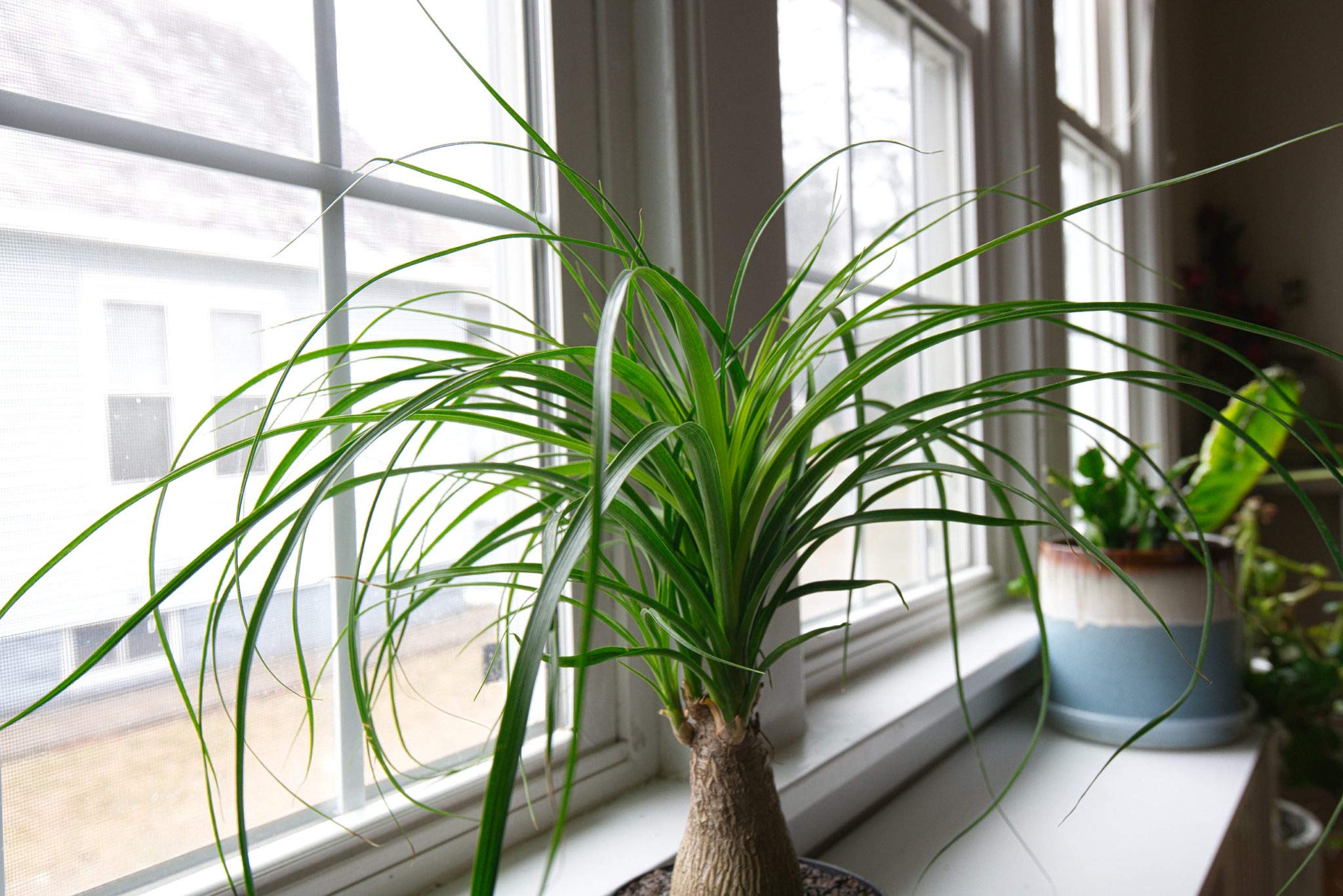 Amazon.com : Ponytail Palm - Live Plant in an 8 Inch Pot