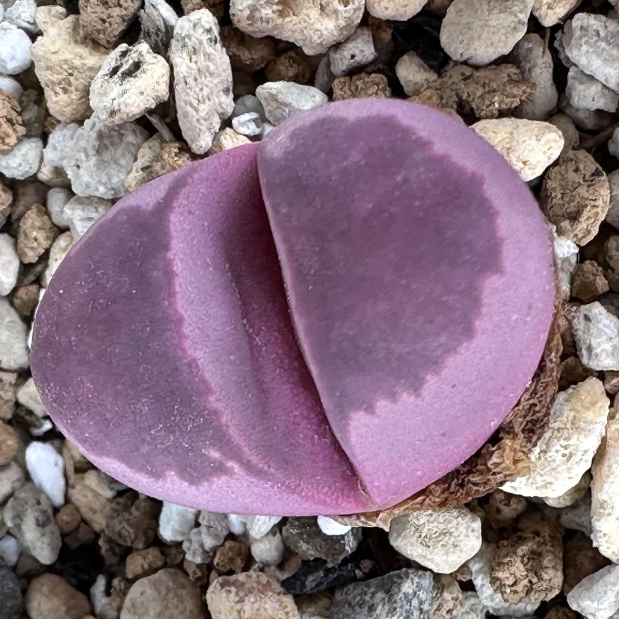 Amazon.co.jp: 多肉植物 リトープス (紅大内玉) 種子10粒 カラー画像