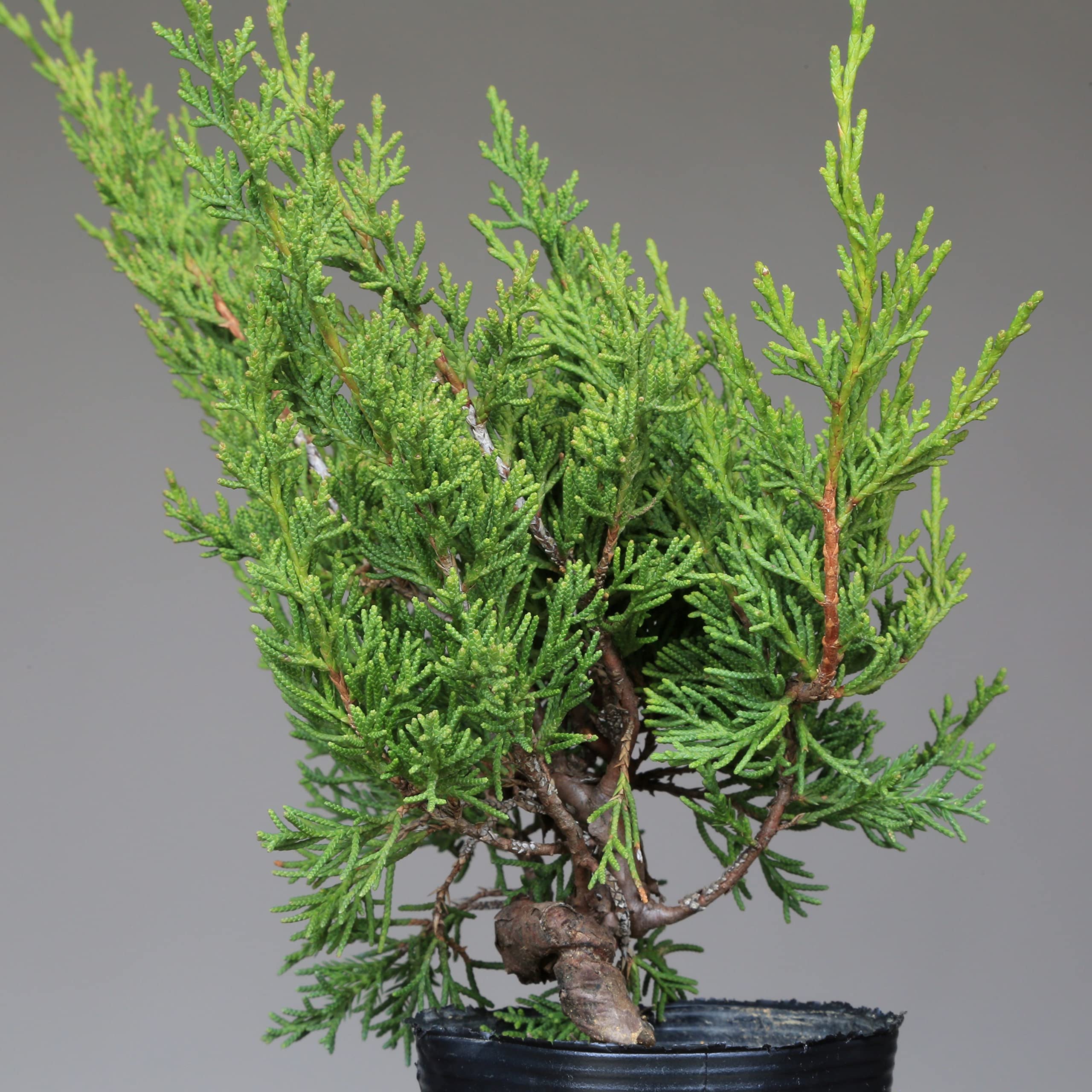 Amazon.co.jp: 糸魚川真柏 盆栽 素材・苗木 【泰寿園 Online】 : DIY