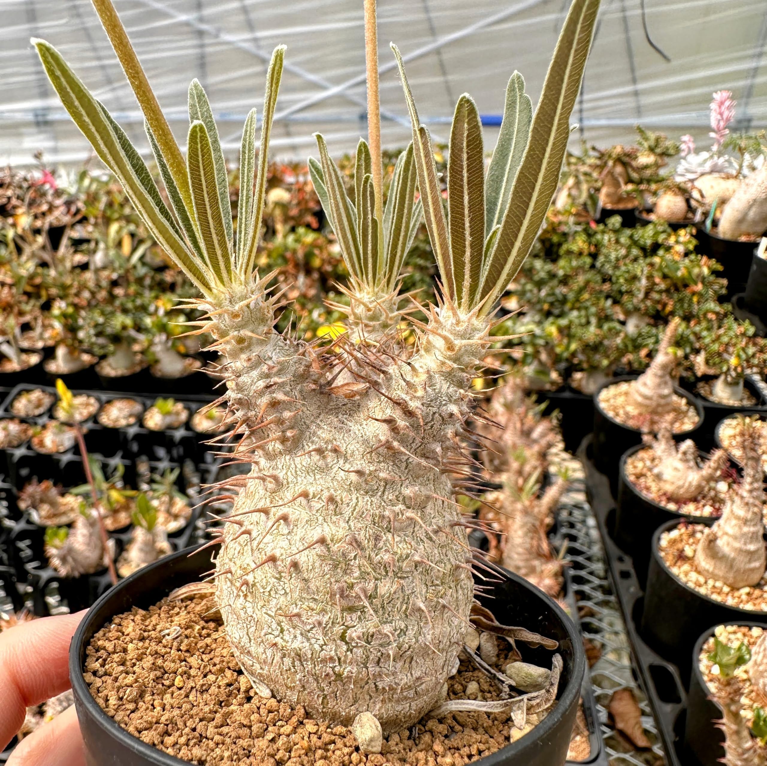 Amazon｜【種子】パキポディウム・グラキリス 実生株 自家2024 10s