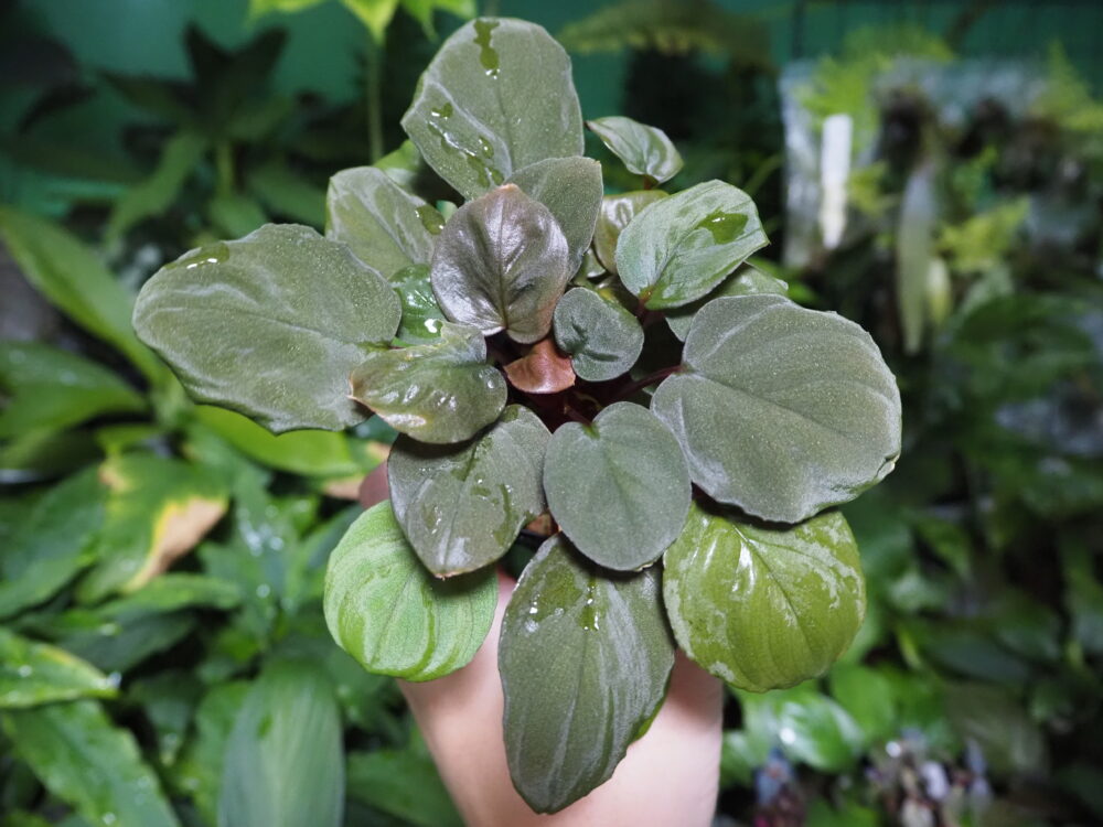 Homalomena Rec176 K0623-f1 | KZT PLANTS