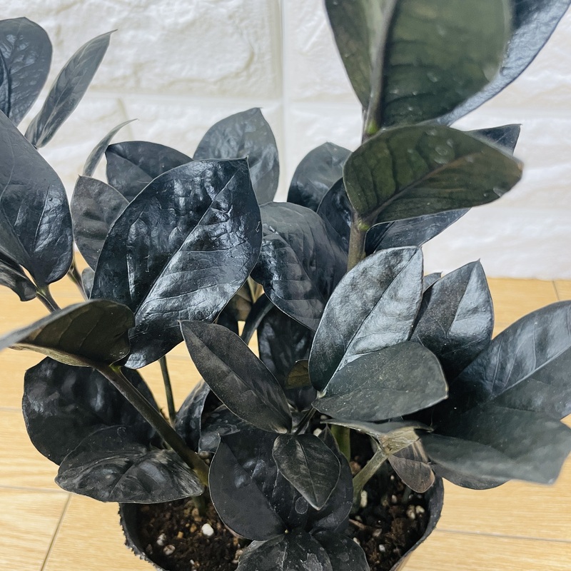 希少な黒色！ザミオクルカス・レイヴンとは｜特徴や育て方を解説