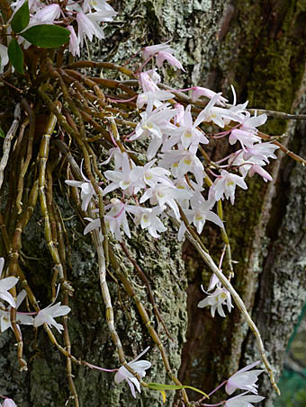 セッコク Dendrobium moniliforme ラン科 Orchidaceae セッコク属 三河