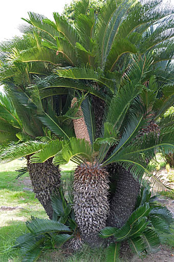 ソテツ Cycas revoluta ソテツ科 Cycadaceae ソテツ属 三河の植物観察