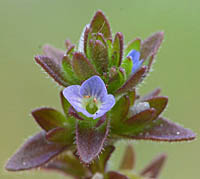タチイヌノフグリ Veronica arvensis オオバコ科 Plantaginaceae