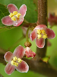 ウメモドキ Ilex serrata モチノキ科 Aquifoliaceae モチノキ属 三河の