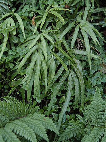 オオバノイノモトソウ Pteris cretica イノモトソウ科 Pteridaceae