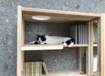 本棚はキャットタワーになった – 国産天然杉のネコも遊べるオープン