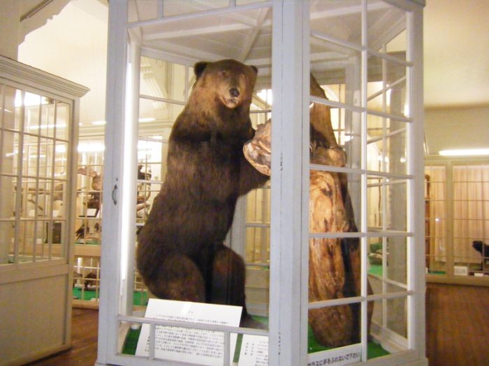 北海道大学植物園博物館 – ヒグマ研究室