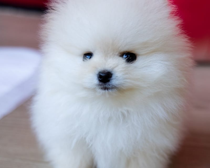 白いポメラニアンの特徴と値段相場は？価格が決まる基準と飼い方