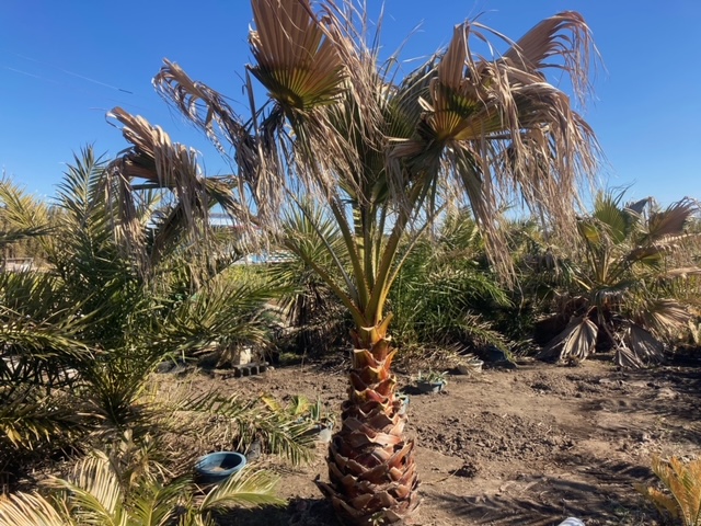 ワシントンヤシ 2 | 株式会社中島造園