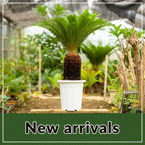 ソテツ（10号） | 株式会社中島造園_EC