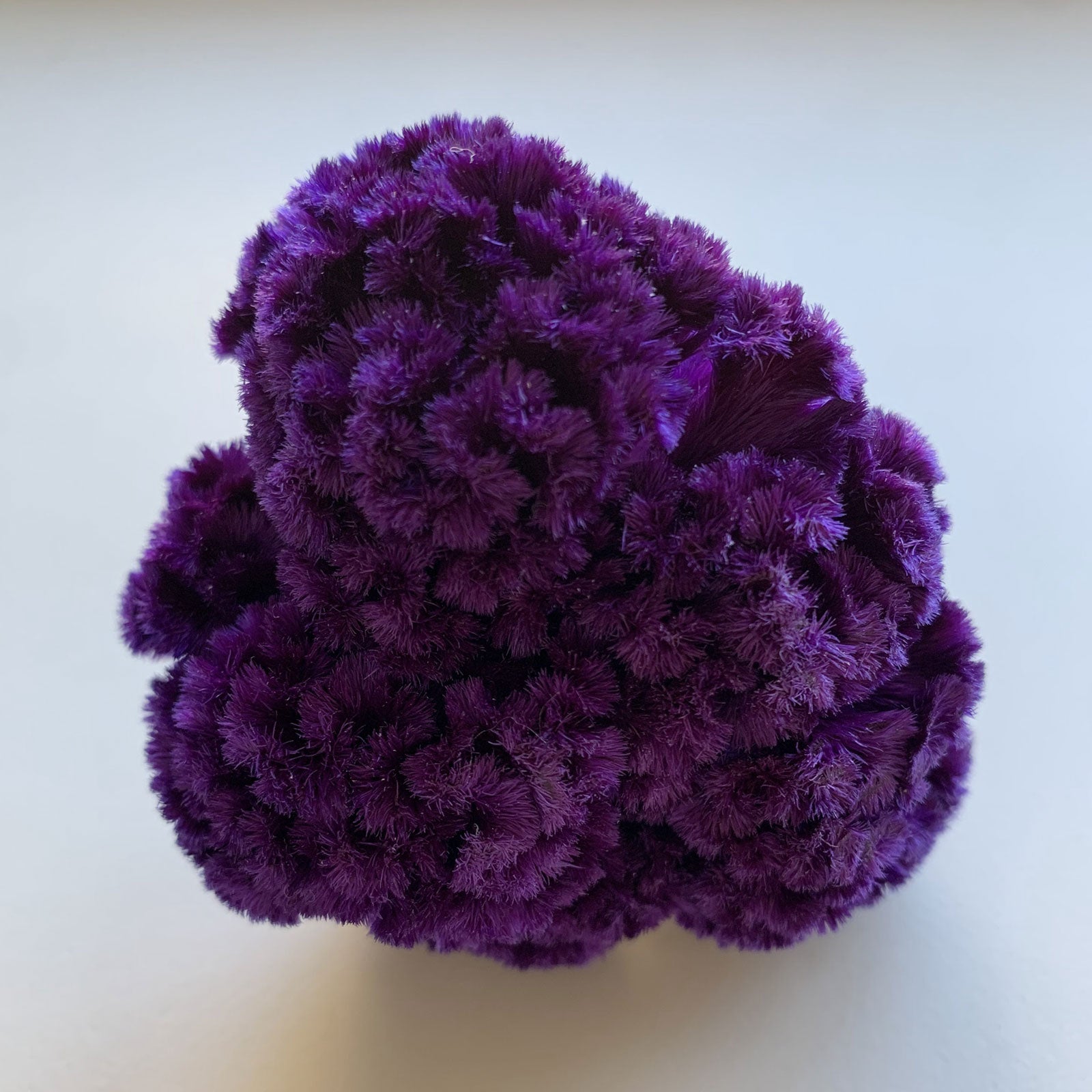 鶏頭(けいとう)の廃棄花（フラワーロス）をアップサイクルした