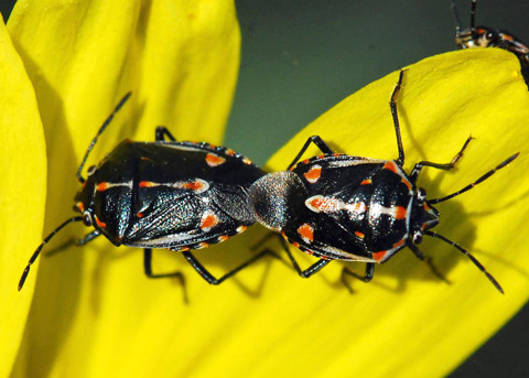 Painted Bug, Bagrada hilaris