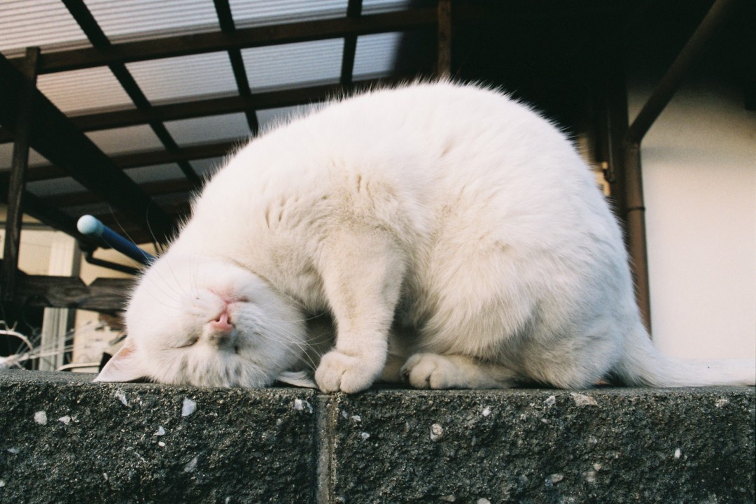 この世界の片隅で、ネコ。EP:25「ひとりぼっちのシロ」