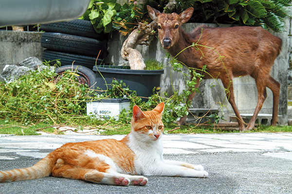 芳澤ルミ子のぶらにゃんこ 第11回「沖縄県 阿嘉島」