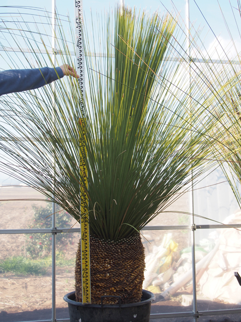 ダシリリオン | ヤシの木販売・ソテツ販売なら埼玉県羽生市のネギシ園