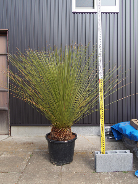 ダシリリオン | ヤシの木販売・ソテツ販売なら埼玉県羽生市のネギシ園