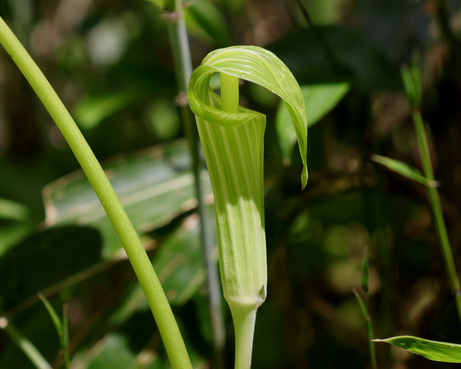 ヒロハテンナンショウ | 山川草木図譜 | 野山の植物, 6月, 山岳の植物