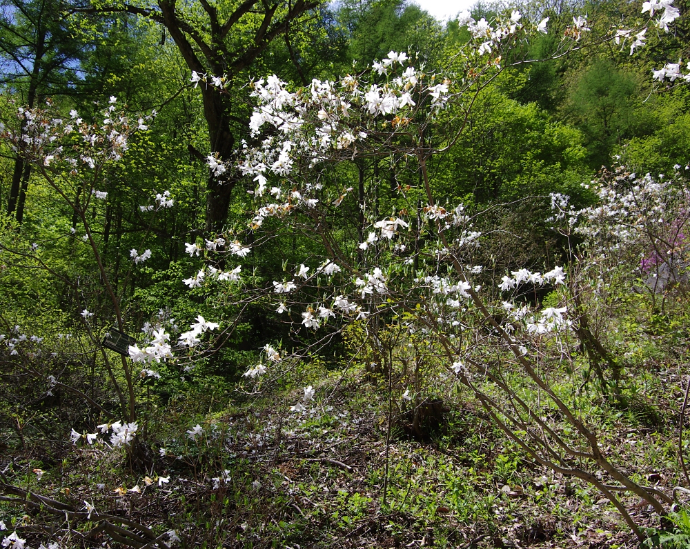 シロバナミツバツツジ | 山川草木図譜 | 春, 山岳の植物, 4月, 樹木