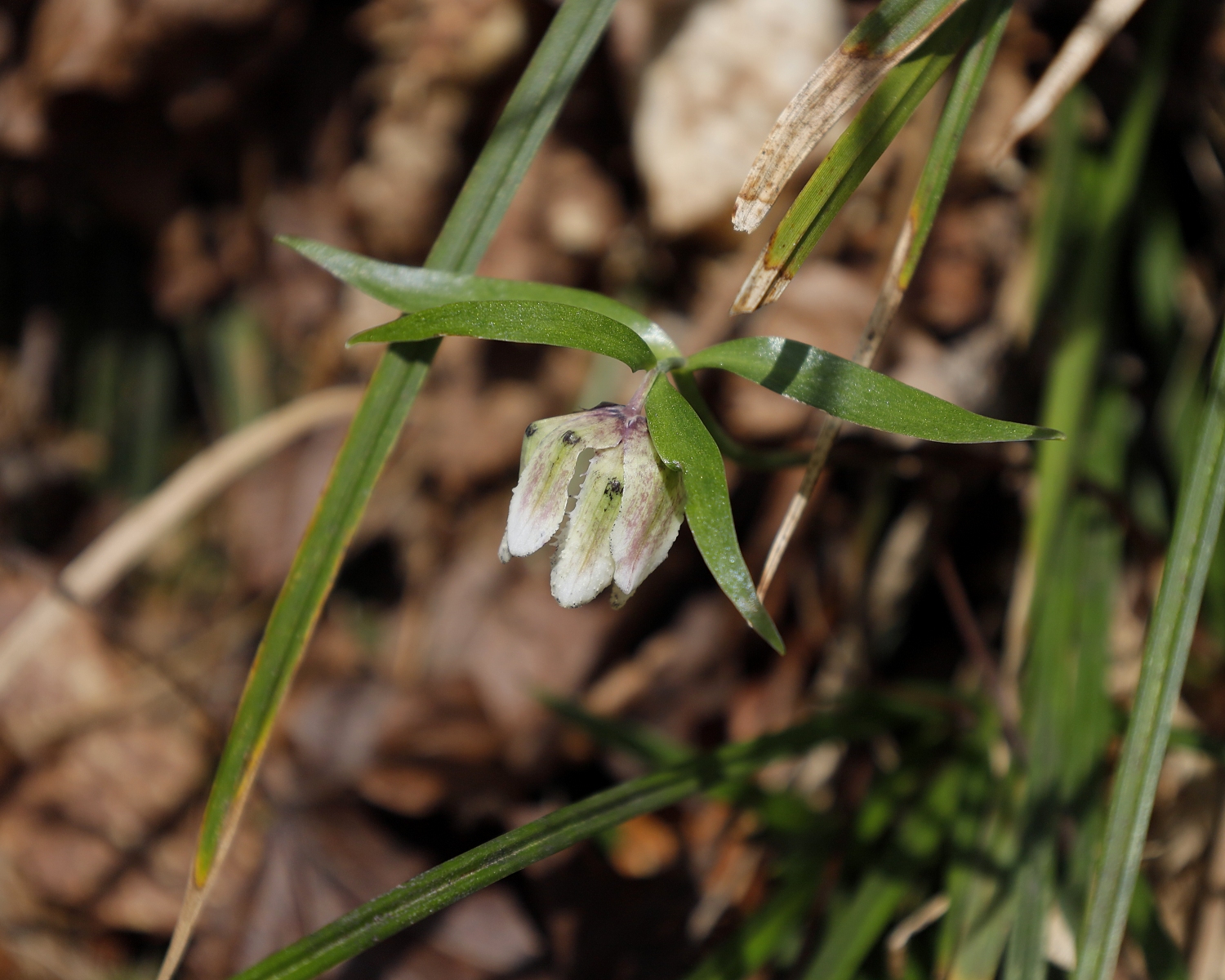 コシノコバイモ | 山川草木図譜 | 春, 野山の植物, 山岳の植物
